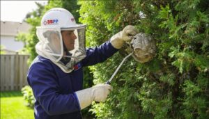 The worker is carefully removing wasp nests from trees and shrubs, handling them safely with hands or specialized tools, fully protected with gloves, helmet, and side netting